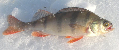Abbor etter isfiske i 2004