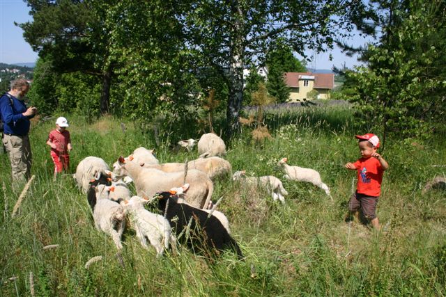 saueslipp2008