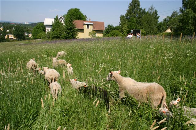 saueslipp2008
